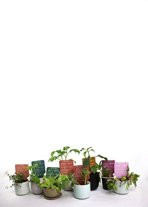 Nothing Beets You Gift Pack of Seeds - Image 5