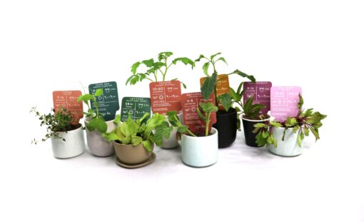 Thanks for Being My Frond Gift Pack of Seeds | Calendula - Image 3