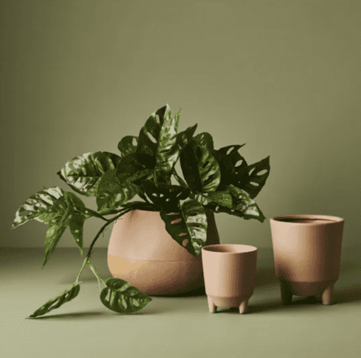 Pot - Hilda - Image 2