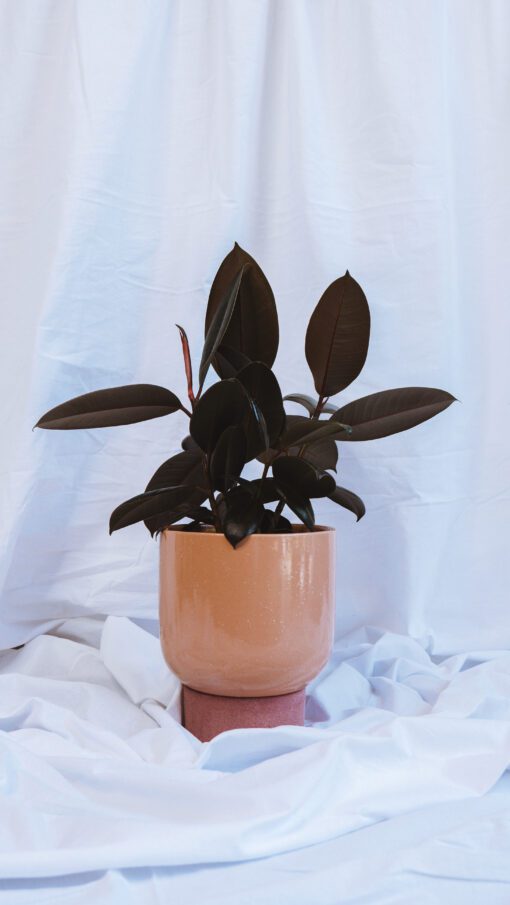 Pot - Vera - Image 4