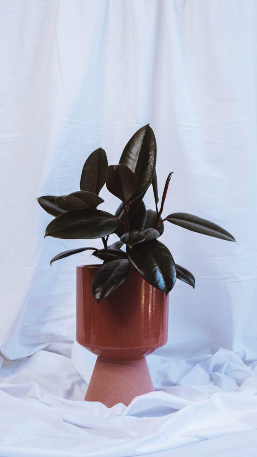 Pot - Sylvia - Image 4