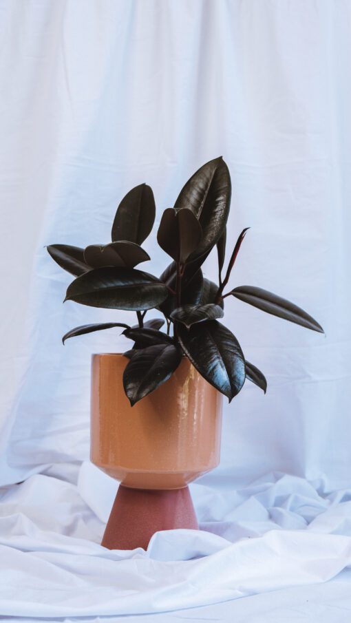 Pot - Sylvia - Image 3