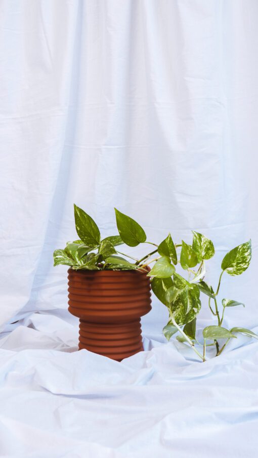 Pot - June - Image 21