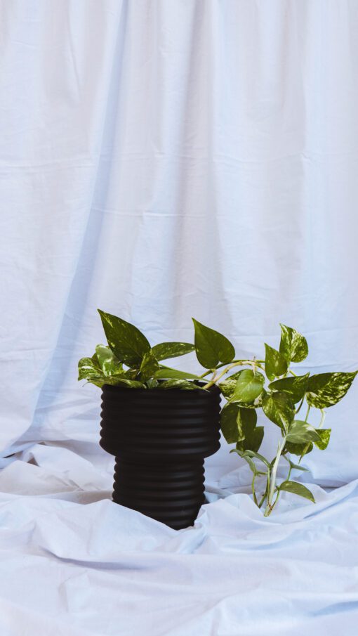 Pot - June - Image 4