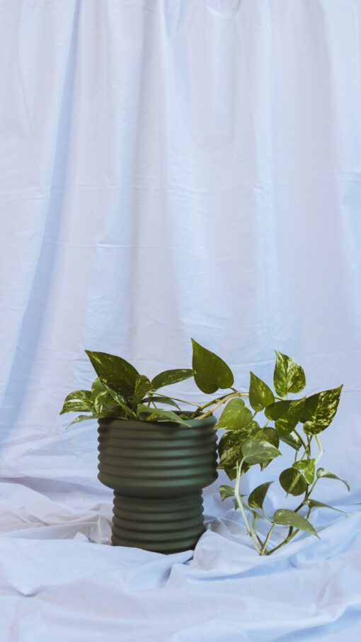 Pot - June - Image 16