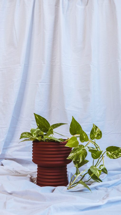 Pot - June - Image 9