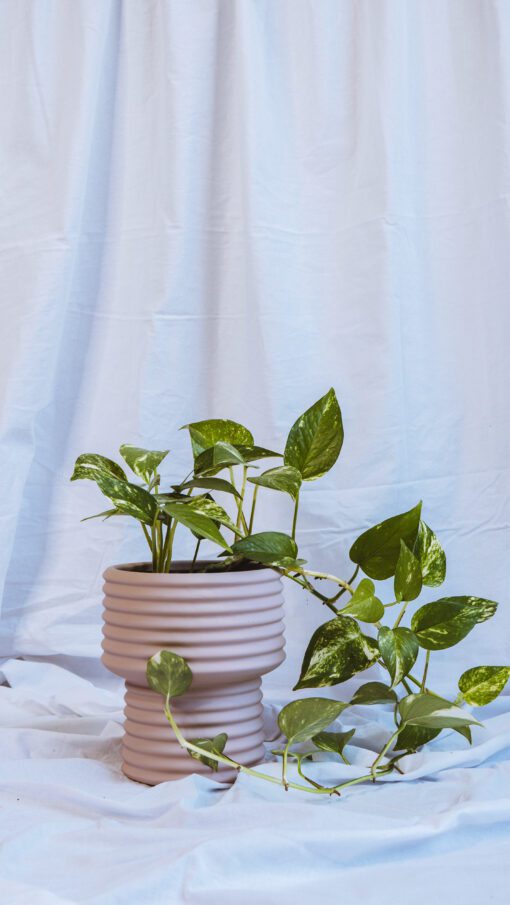 Pot - June - Image 12