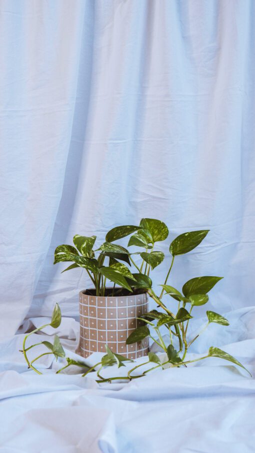 Pot - Margaret - Image 3