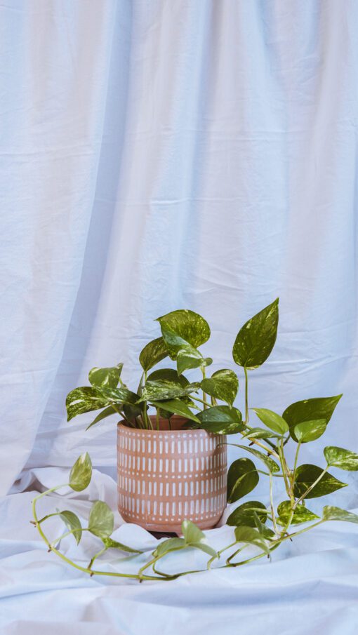 Pot - Margaret - Image 2