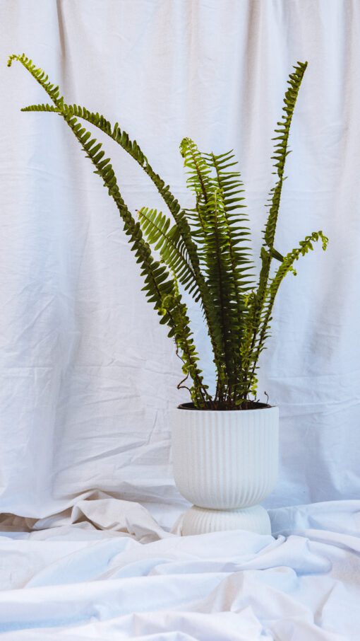 Pot - Eileen - Image 11