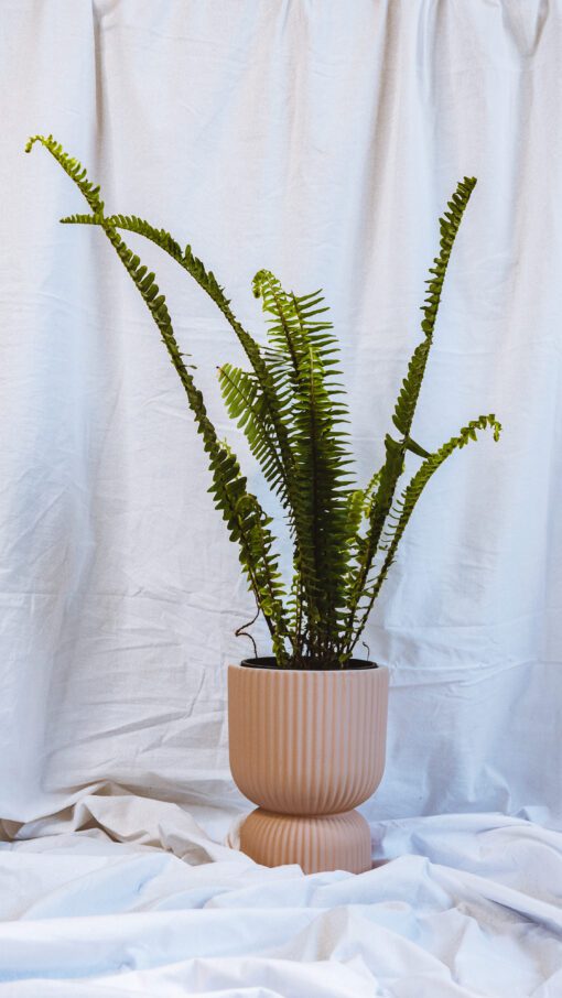 Pot - Eileen - Image 5