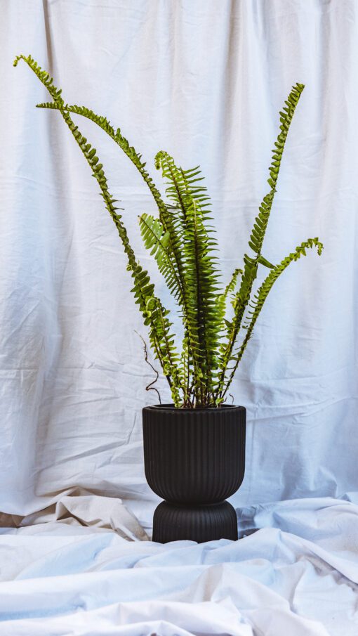 Pot - Eileen - Image 8