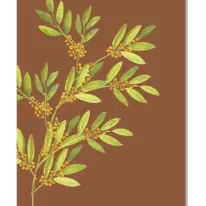 Bush Botanicals Journal