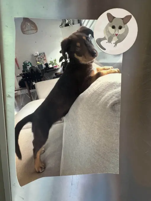 Magnets - Aussie Fridge Friends | 8 pack - Image 2